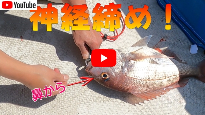 魚の神経締め