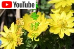 春告げ花　福寿草